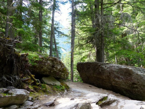 The Trail To Avalanche Lake