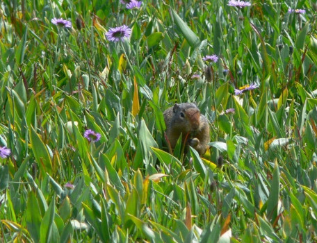 Prairie Dog In The Meadow